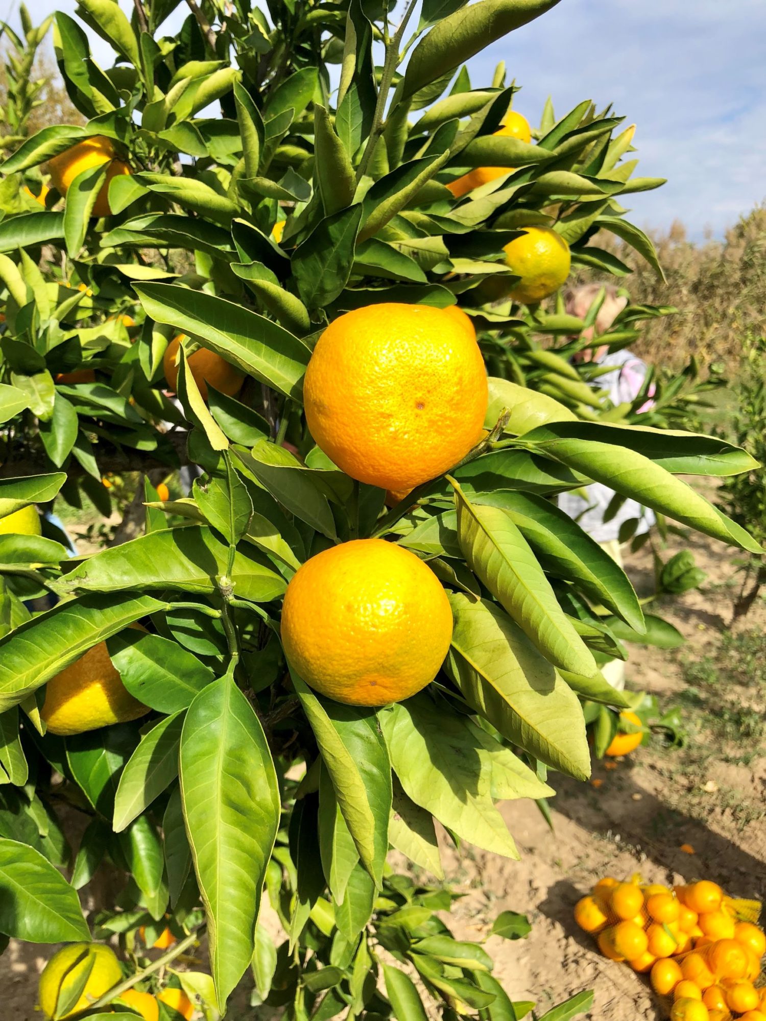 Mandarinenernte 2