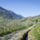 Meran und Umgebung